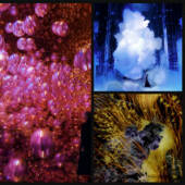 TeamLab Biovortex Kyoto Art Museum Opens to the Public